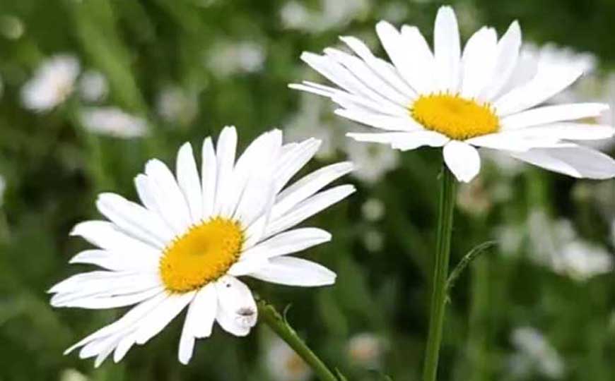 白晶菊