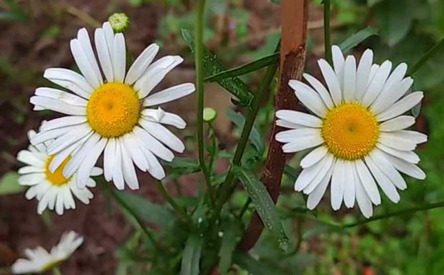 白晶菊