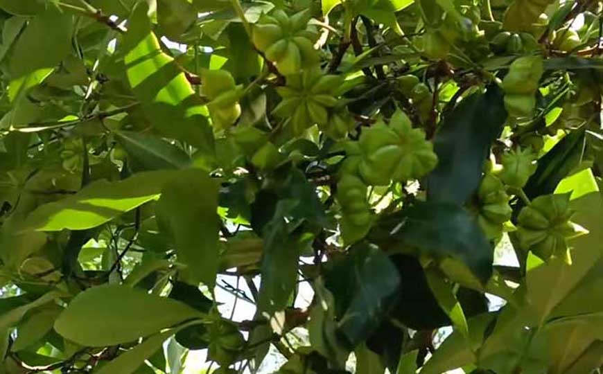 八角