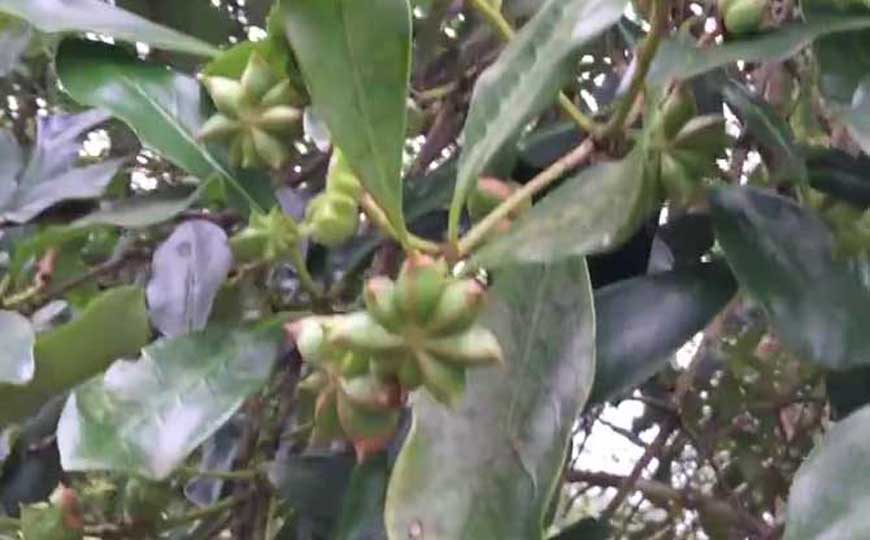 大料