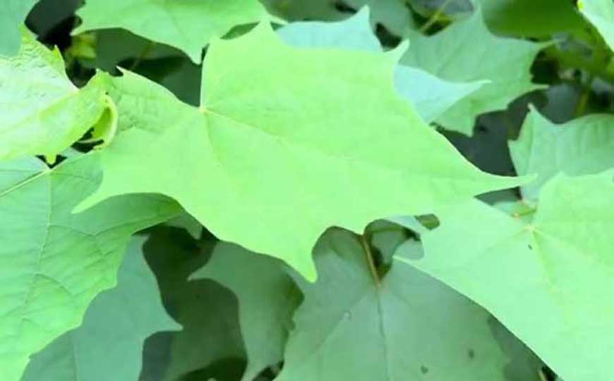 八角枫(华瓜木、木八角)