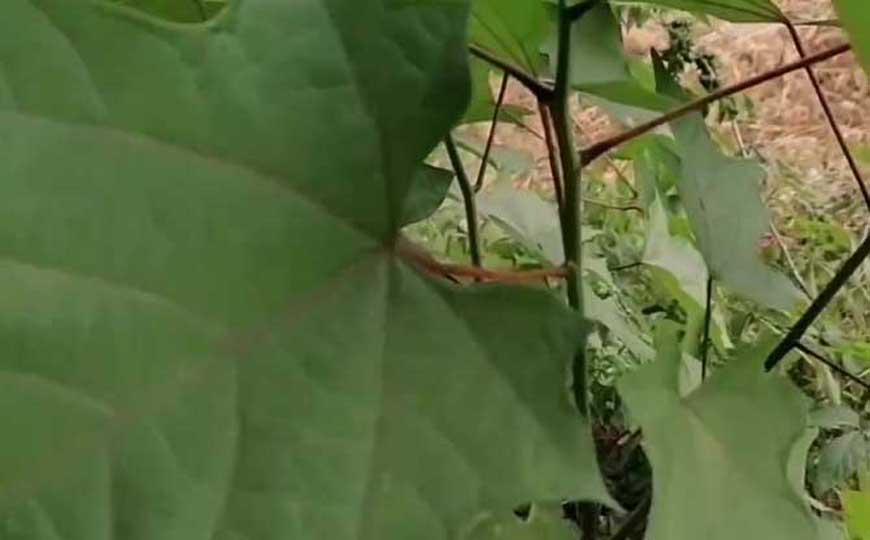 八角枫