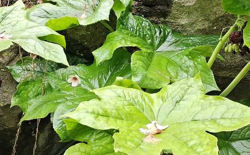 八角莲(山荷叶、金魁莲)