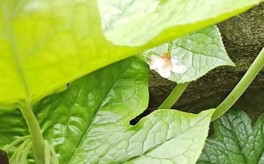 八角莲