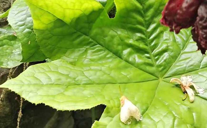 八角莲