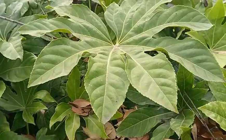 八角金盘(八角盘、八爪金盘)