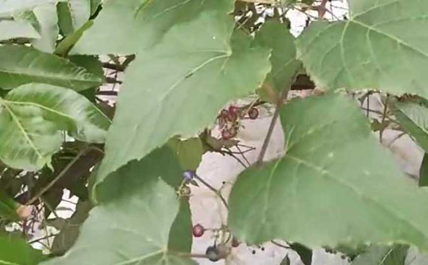 白蔹
