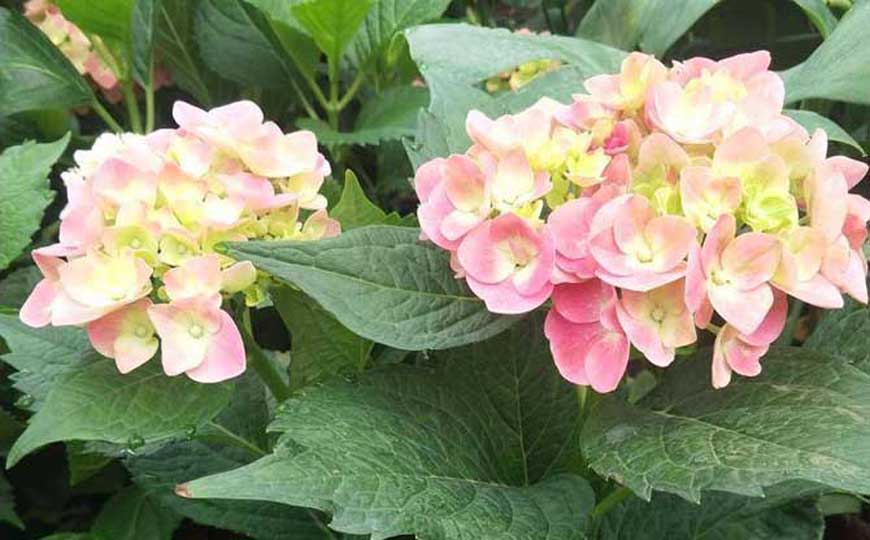 绣球花(八仙花、紫阳花)