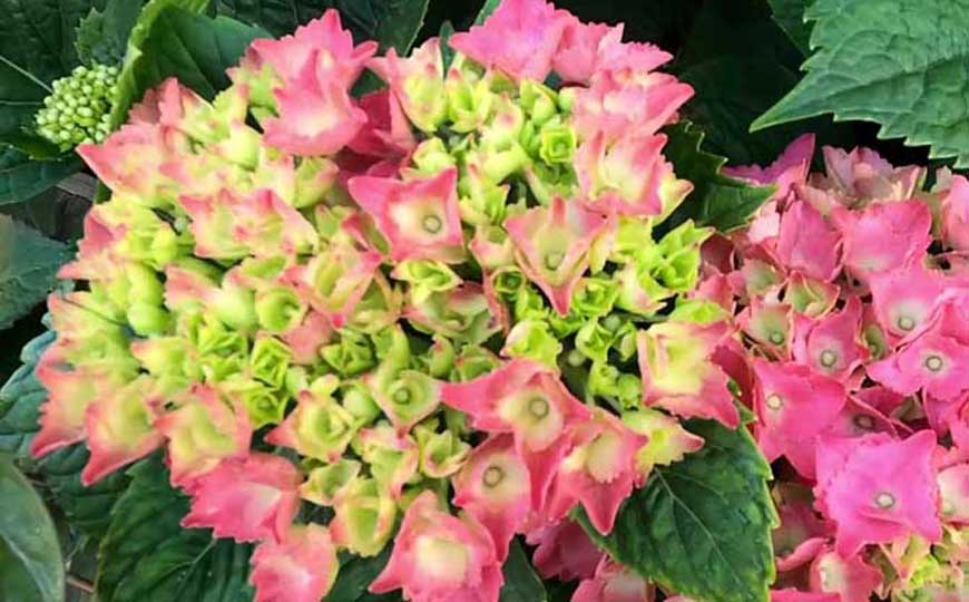 绣球花