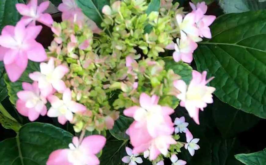 绣球花