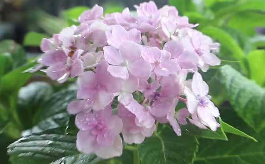 绣球花