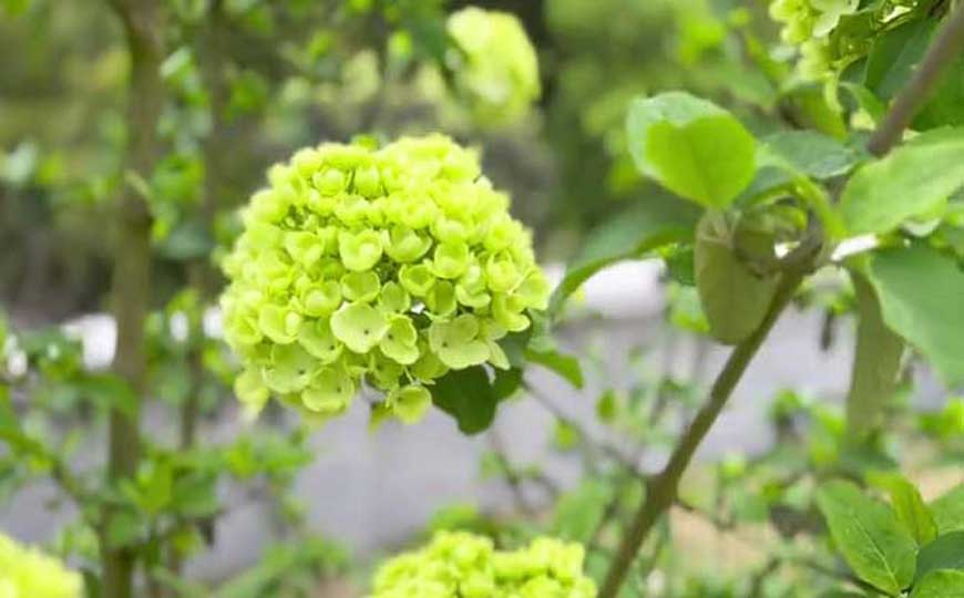 中华木绣球