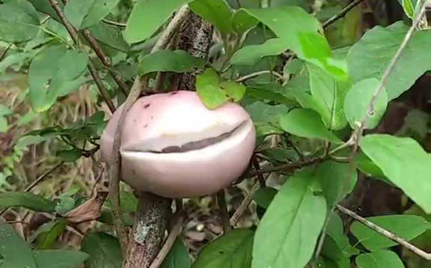 八月瓜
