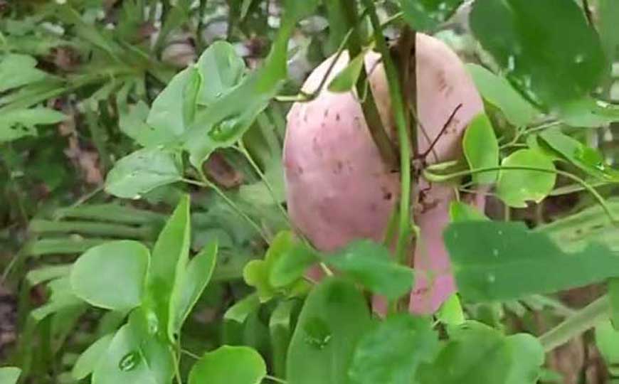 八月瓜