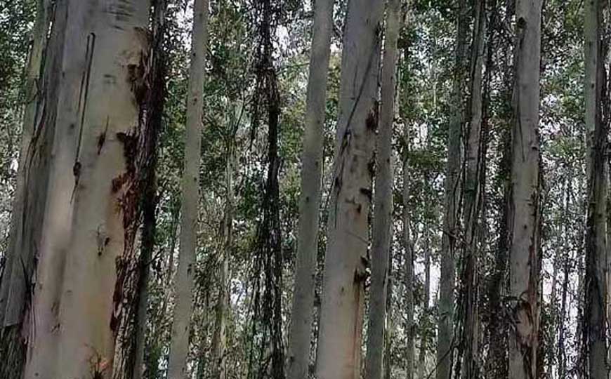 桉树