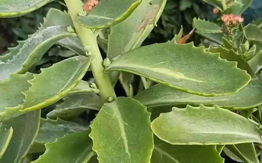 八宝