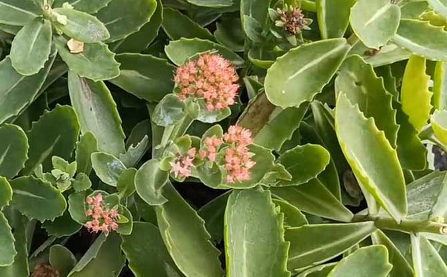 八宝