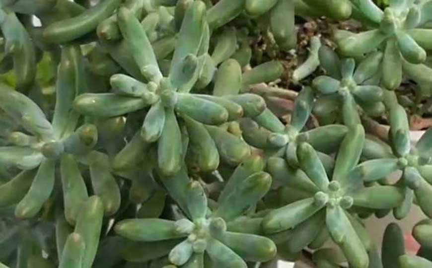 八千代