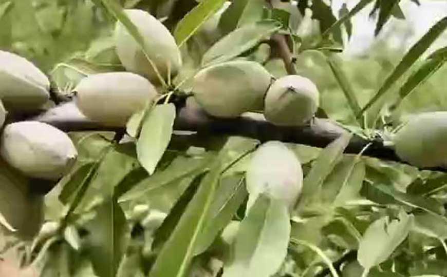 扁桃