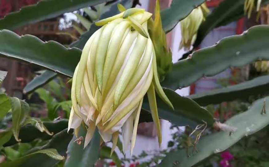 量天尺(霸王花、霸王鞭)