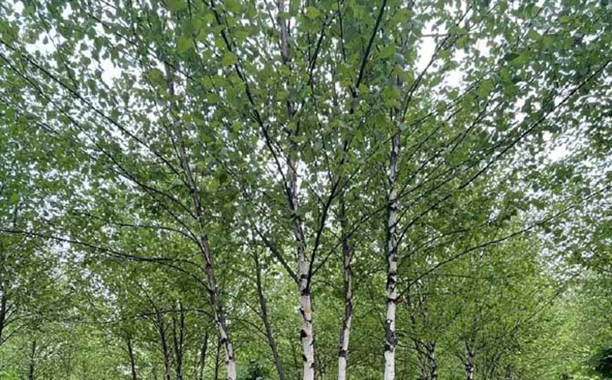 桦树