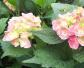 绣球花(八仙花、紫阳花)