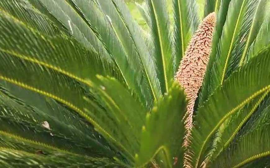 铁树
