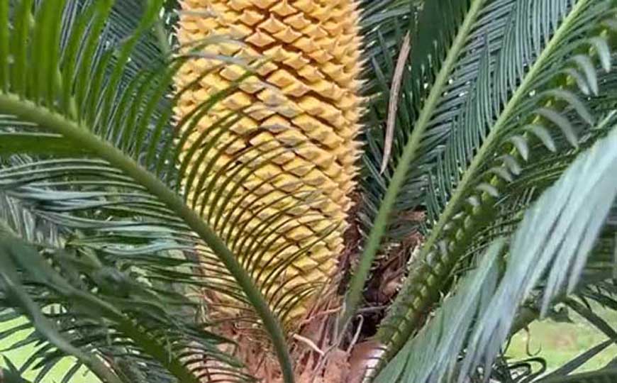 铁树