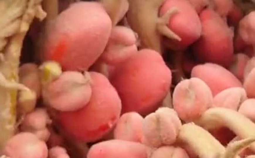 铁树果