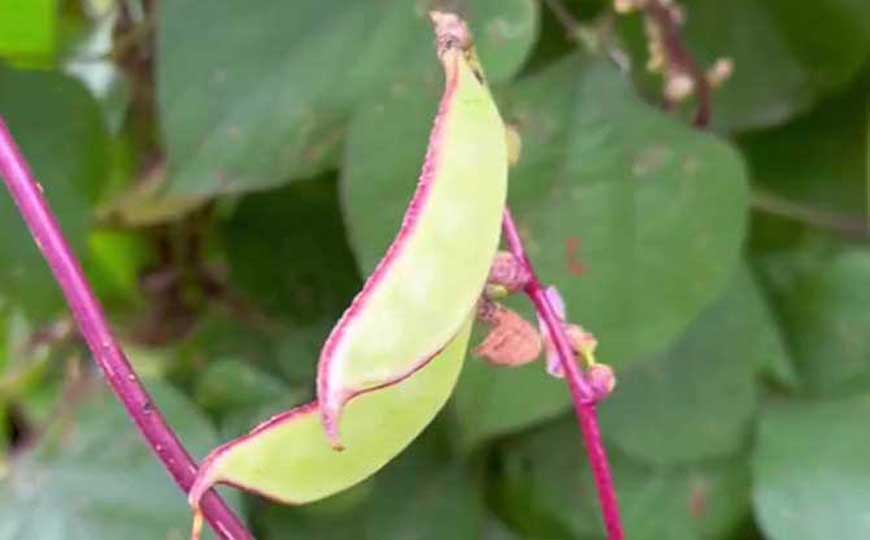 扁豆(眉豆、白豆)
