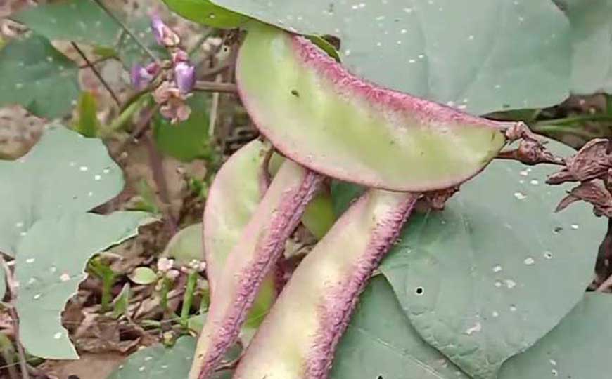 扁豆