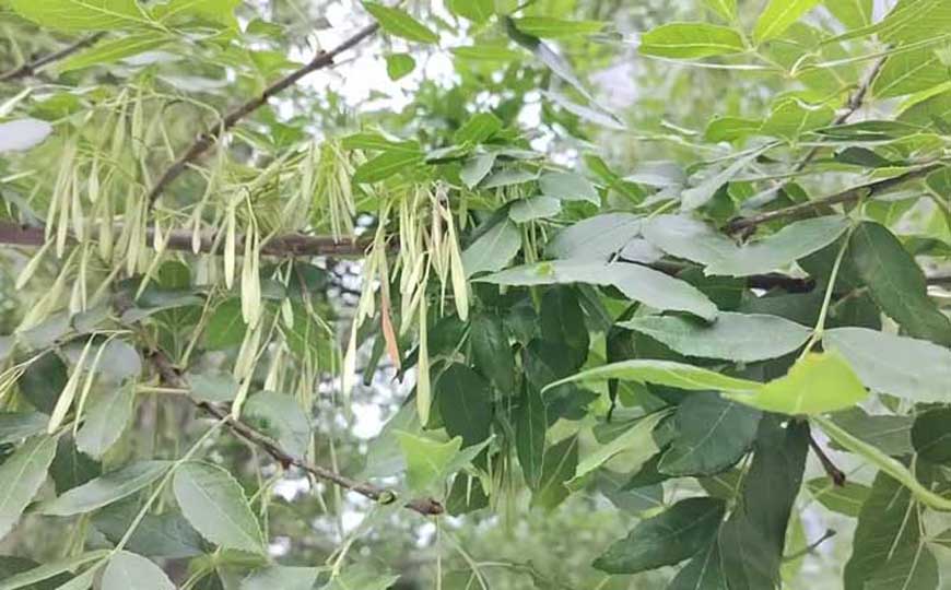 白蜡树(青榔木、白荆树)
