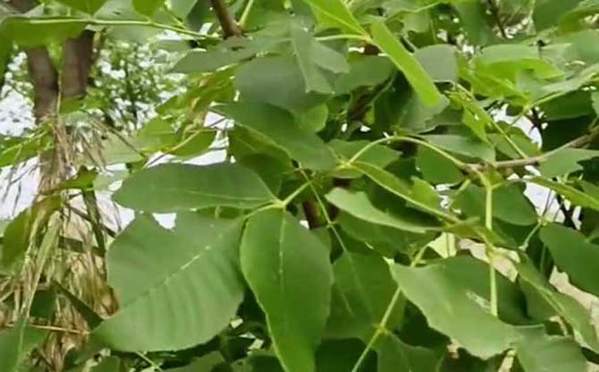 白蜡树