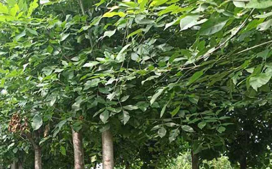 白蜡树
