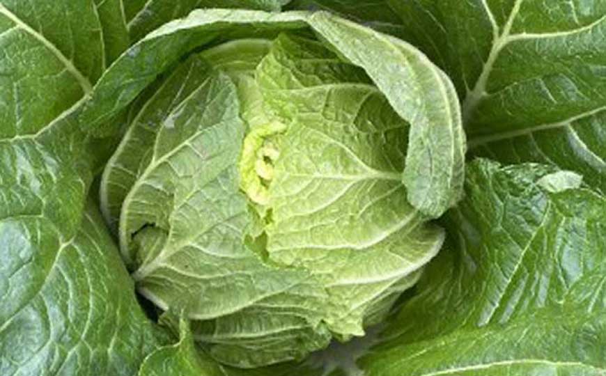 大白菜