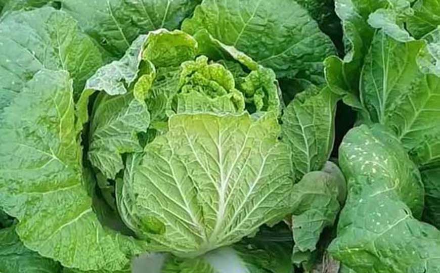 结球白菜