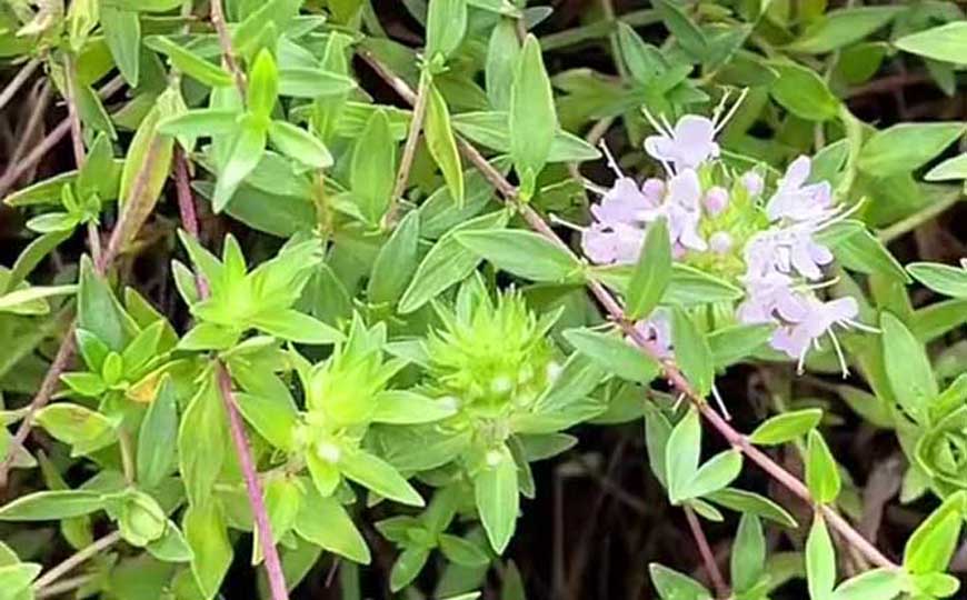 百里香(麝香草、地花椒)