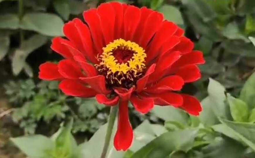 百日菊(百日草、对叶菊)