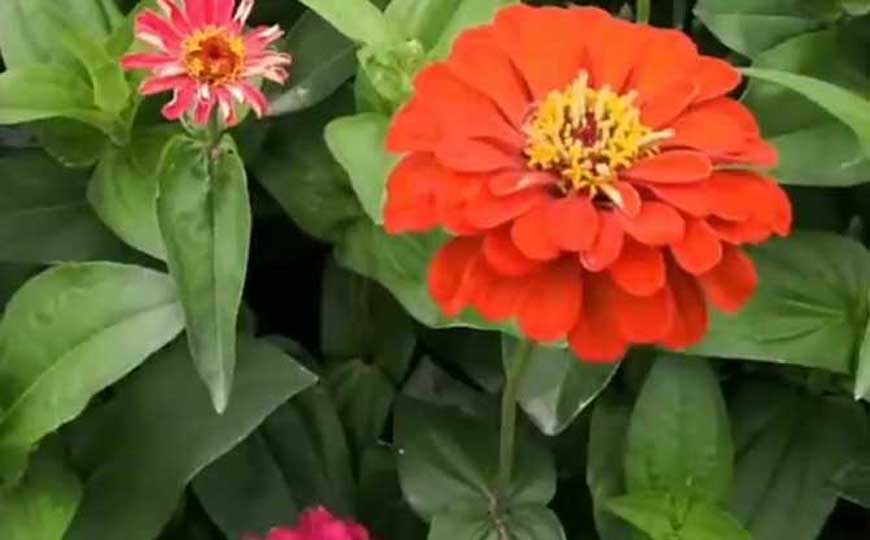 百日菊