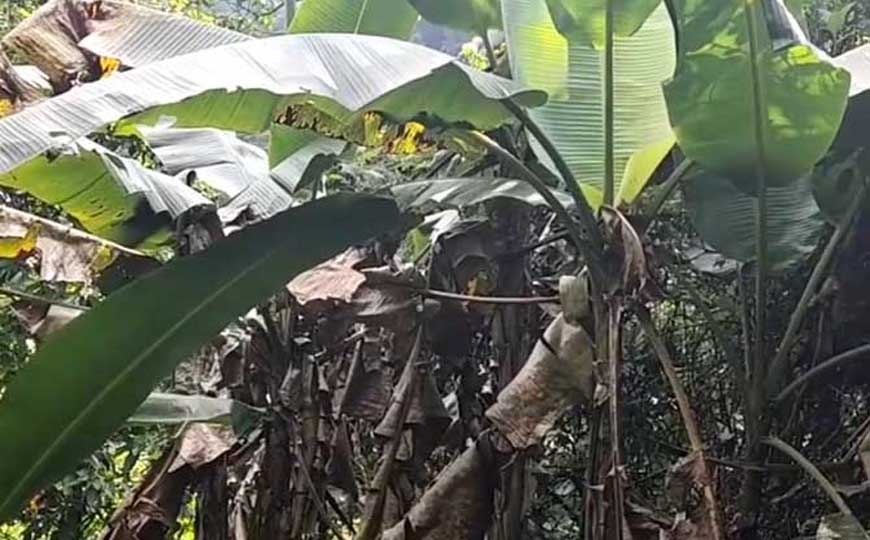 芭蕉