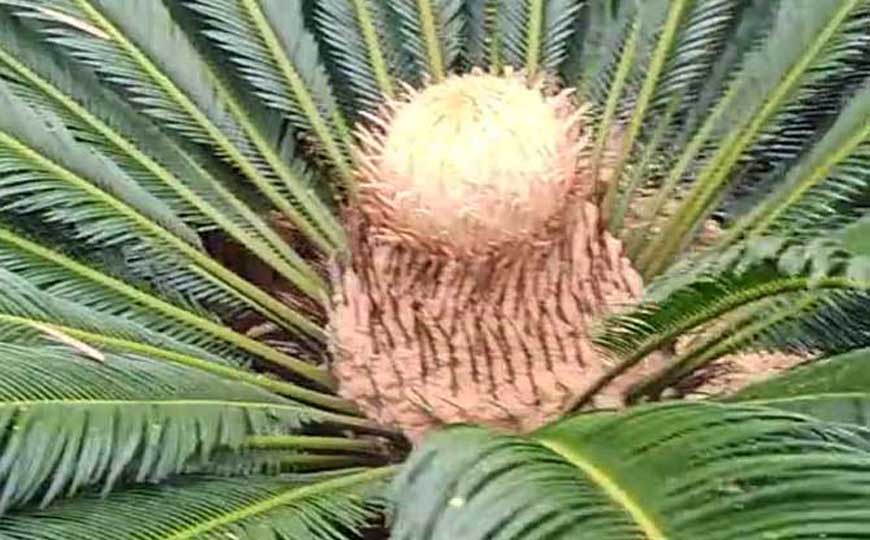 铁树
