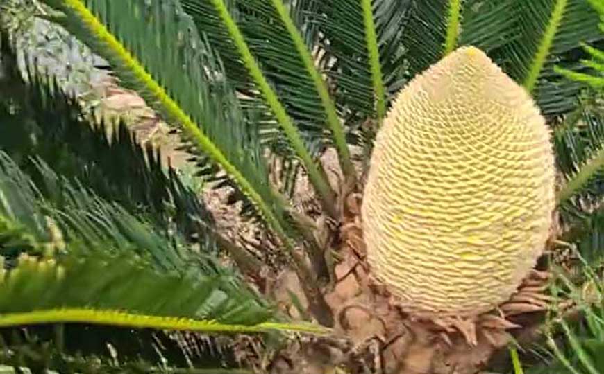 铁树