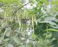 白蜡树(青榔木、白荆树)