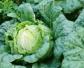 结球白菜是什么植物？