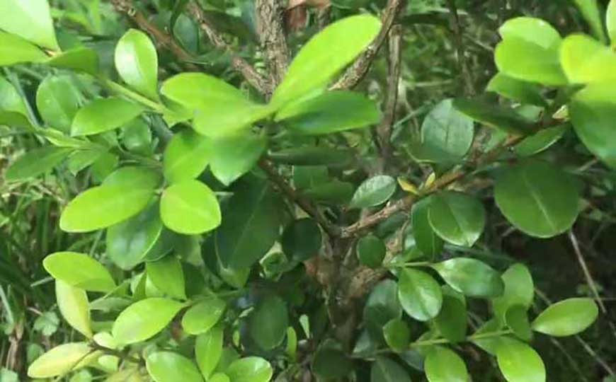 黄杨