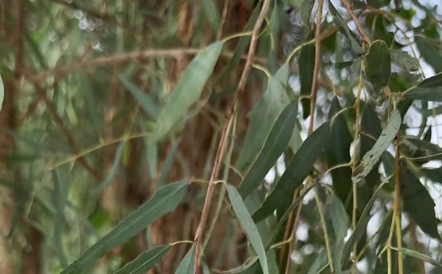 胡杨树