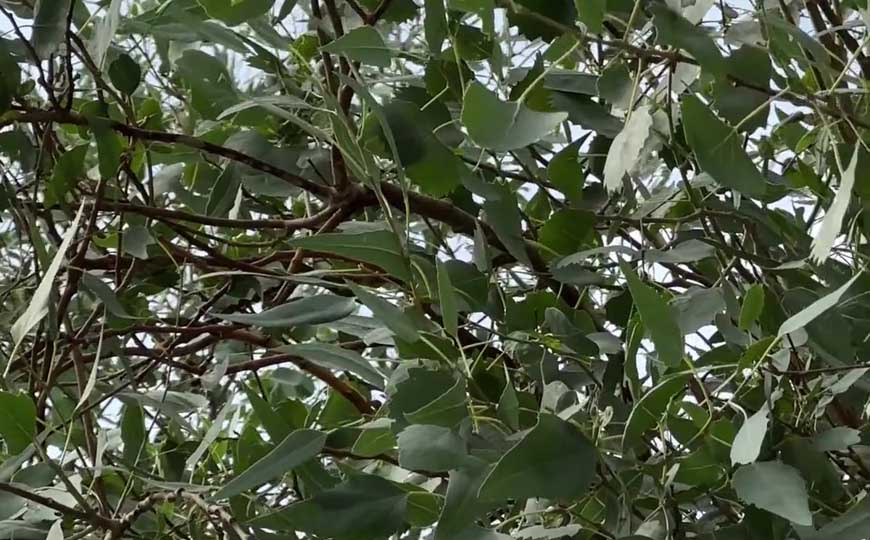 胡杨树
