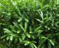 雀舌黄杨是什么植物？