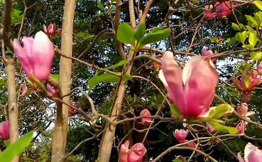 白玉兰(白兰花、玉兰花)