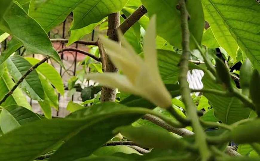 白兰(白缅花、缅桂花)